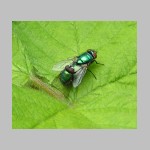 Neomyia cf cornicina - Echte Fliege 01.jpg